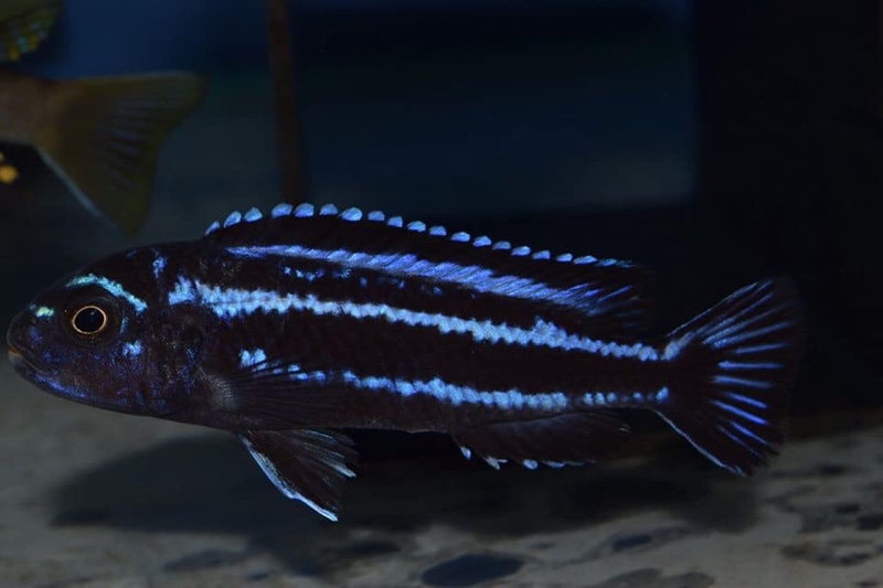 Pseudotropheus cyaneorhabdos 'Maingano Island'